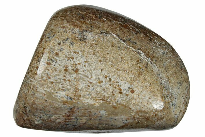 Polished Dinosaur Bone (Gembone) - Morocco #260623